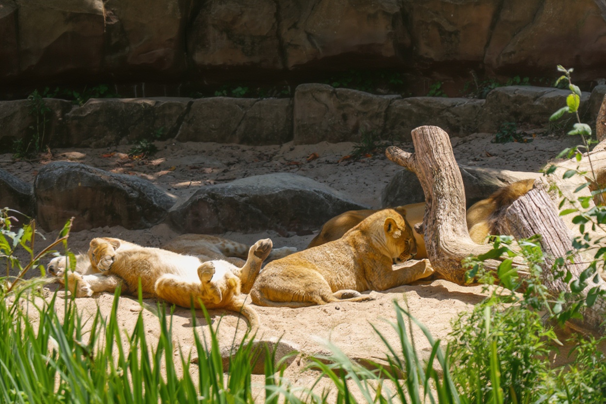 Lincoln Park Zoo — free admission always, one of the last free major zoos in the US