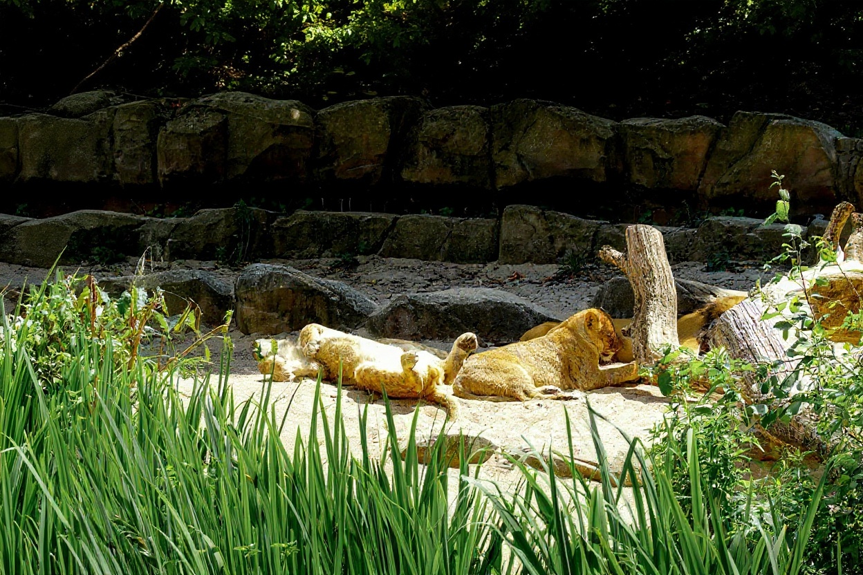 Lincoln Park Zoo: The Free Zoo on the Lakefront — Lincoln Park Chicago, Vietnam